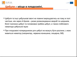 Цибуля – місце в плодозміні, 
 Цибуля та інші цибулькові овочі не повинні вирощуватись на тому ж полі 
частіше, ніж через 4-5років – ризик розмножування хвороб та шкідників, 
білої гнилизни цибулі та головкових грибків цибулі, а також стеблового 
нематода цибульної мухи 
 При плодозміні попередником для цибулі не можуть бути рослини, з яких 
живиться нематод (наприклад, червона конюшина, люцерна, біб) 
 
