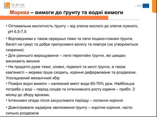 Морква – вимоги до ґрунту та водні вимоги 
• Оптимальна кислотність ґрунту – від злегка кислого до злегка лужного, 
pH 6,5-7,5 
• Відповідними є також середньо тяжкі та легкі піщано-глиняні ґрунти, 
багаті на гумус та добре пропускаючі вологу та повітря (не утворюються 
скоринки). 
• Для раннього вирощування – легкі перегнійні ґрунти, які швидко 
висихають весною 
• Не придатні дуже тяжкі, зливні, підмоклі та кислі ґрунти, а також 
кам'янисті – морква гірше сходить, коріння деформоване та роздвоєне. 
Ускладнений механічний збір 
• Помірні водні вимоги – належний вміст води 65-70% ppw. Найбільша 
потреба у воді – період сходів та інтенсивного росту кореня – прибл. 2 
місяці до збору врожаю. 
• Інтенсивні опади після засушливого періоду – лопання коріння 
• Довготривале надмірне зволоження ґрунту – коротке коріння, часто 
сильно роздвоєне 
 
