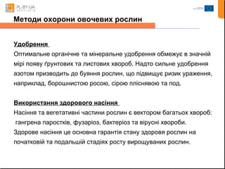Методи охорони овочевих рослин 
Удобрення 
Оптимальне органічне та мінеральне удобрення обмежує в значній 
мірі появу ґрунтових та листових хвороб. Надто сильне удобрення 
азотом призводить до буяння рослин, що підвищує ризик ураження, 
наприклад, борошнистою росою, сірою пліснявою та под. 
Використання здорового насіння 
Насіння та вегетативні частини рослин є вектором багатьох хвороб: 
гангрена паростків, фузаріоз, бактеріоз та вірусні хвороби. 
Здорове насіння це основна гарантія стану здоровя рослин на 
початковій та подальшій стадіях росту вирощуваних рослин. 
 