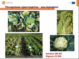 Почорніння хрестоцвітих - альтернаріоз 
Amistar 250 SC 
Signum 33 WG 
 
