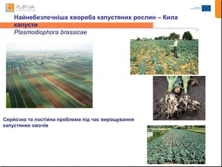 Найнебезпечніша хвороба капустяних рослин – Кила 
капусти 
Plasmodiophora brassicae 
Серйозна та постійна проблема під час вирощування 
капустяних овочів 
 