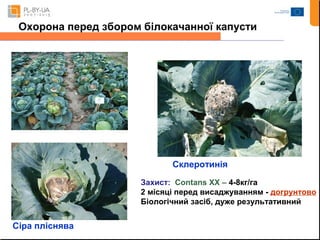 Охорона перед збором білокачанної капусти 
Сіра пліснява 
Склеротинія 
Захист: Contans XX – 4-8кг/га 
2 місяці перед висаджуванням - догрунтово 
Біологічний засіб, дуже результативний 
 