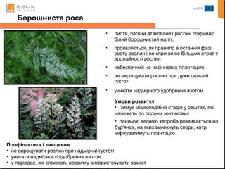 • листя, пагони атакованих рослин покриває 
білий борошнистий наліт, 
• проявляється, як правило в останній фазі 
росту рослин і не спричиняє більших втрат у 
врожайності рослин 
• небезпечний на насіннєвих плантаціях 
• не вирощувати рослин при дуже сильній 
густоті 
• уникати надмірного удобрення азотом 
Умови розвитку 
• зимує мішкоподібна стадія у рештах, які 
належать до родини зонтикових 
• ранньою весною хвороба розвивається на 
бур'янах, на яких виникнуть спори, котрі 
інфікуватимуть плантацію 
Борошниста роса 
Профілактика і знищення 
• не вирощувати рослин при надмірній густоті 
• уникати надмірності удобрення азотом 
• у періодах, які сприяють розвитку використовувати захист 
 