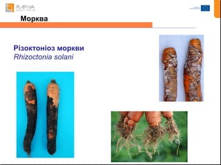 Морква 
Різоктоніоз моркви 
Rhizoctonia solani 
 