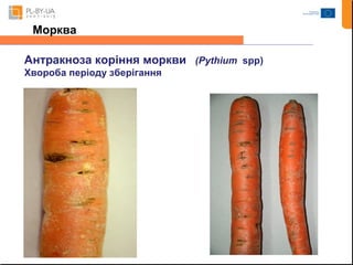 Морква 
Антракноза коріння моркви (Pythium spp) 
Хвороба періоду зберігання 
 