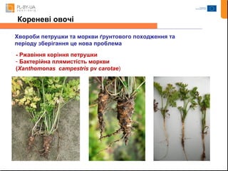 Кореневі овочі 
Хвороби петрушки та моркви ґрунтового походження та 
періоду зберігання це нова проблема 
- Ржавіння коріння петрушки 
- Бактерійна плямистість моркви 
(Xanthomonas campestris pv carotae) 
 
