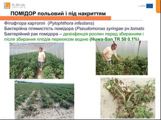 ПОМІДОР польовий і під накриттям 
Фітофтора картоплі (Pytophthora infestans) 
Бактерійна плямистість помідора (Pseudomonas syringae pv.tomato 
Бактерійний рак помідора – дезінфекція рослин перед збиранням і 
після збирання плодів перекисом водню (Huwa-San TR 50 0,1%) 
 