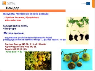 Помідор 
Винуватці гангренних хвороб розсади: 
: Pythium, Fusarium, Pfytophthora, 
Alternaria i inne 
Кільцеподібна гниль 
Фітофтора 
•Методи охорони: 
- Підливання рослин після пікування та перед 
розсаджуванням на постійне місце 1,2 разово кожні 7-10 днів: 
Previcur Energy 840 SL- 0,1% -0,15% або 
Agro Propamokarb Plus 840 SL 
Topsin 500 SC (0,15%) 
Huwa-San TR 50 – 0,1-0,2% дезіфекант 
 