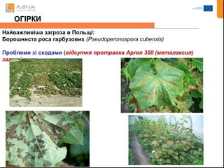 ОГІРКИ 
Найважливіша загроза в Польщі: 
Борошниста роса гарбузових (Pseudoperonospora cubensis) 
Проблеми зі сходами (відсутня протравка Apron 350 (металаксил) 
залиті поля 
 