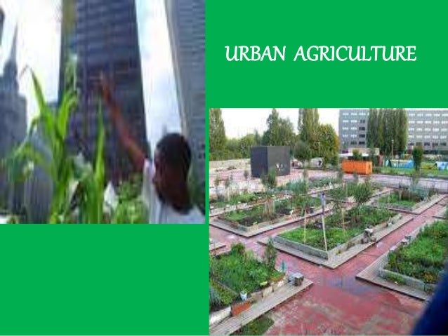 Food Insecurity And Inner City Food Insecurity And Inner City