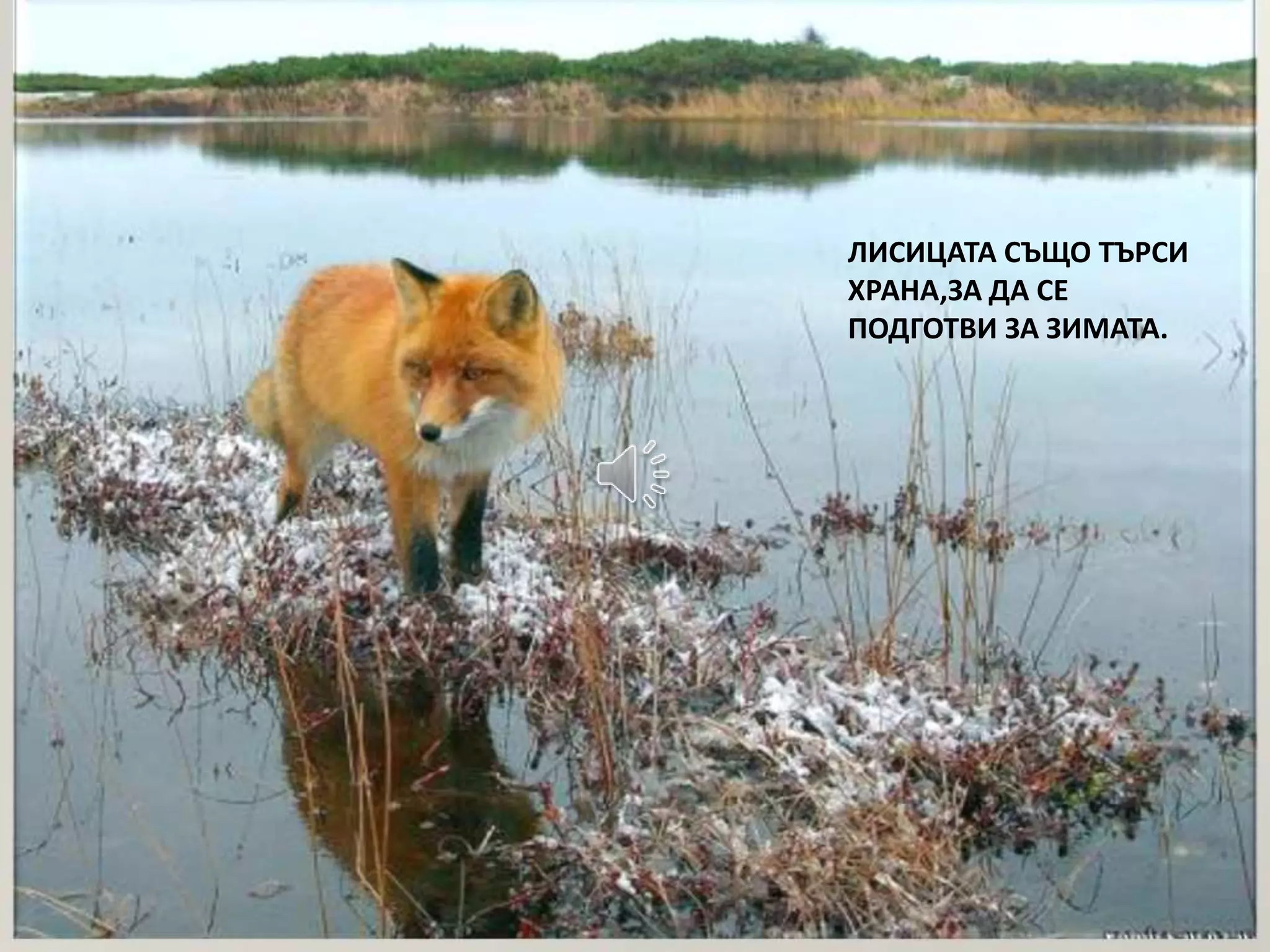 ЛИСИЦАТА СЪЩО ТЪРСИ 
ХРАНА,ЗА ДА СЕ 
ПОДГОТВИ ЗА ЗИМАТА. 
 