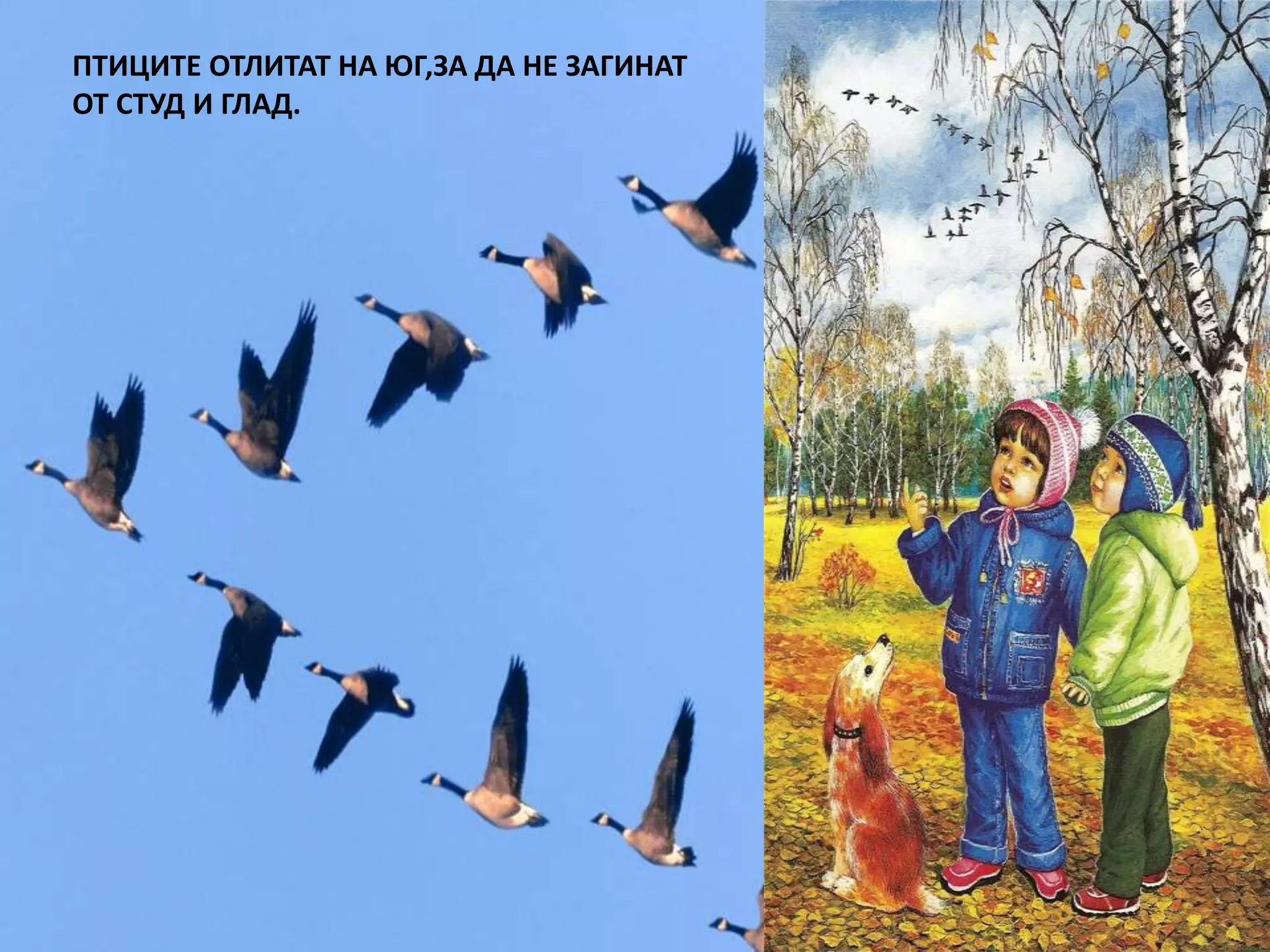 ПТИЦИТЕ ОТЛИТАТ НА ЮГ,ЗА ДА НЕ ЗАГИНАТ 
ОТ СТУД И ГЛАД. 
Осенью многие птицы улетают на юг – в теплые страны. Они улетают 
потому, что осенью и зимой очень холодно, птицам нечего есть – 
исчезают насекомые и растения - трава и листья деревьев. 
 