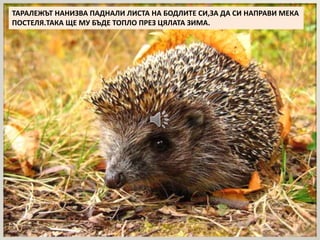 ТАРАЛЕЖЪТ НАНИЗВА ПАДНАЛИ ЛИСТА НА БОДЛИТЕ СИ,ЗА ДА СИ НАПРАВИ МЕКА 
ПОСТЕЛЯ.ТАКА ЩЕ МУ БЪДЕ ТОПЛО ПРЕЗ ЦЯЛАТА ЗИМА. 
 