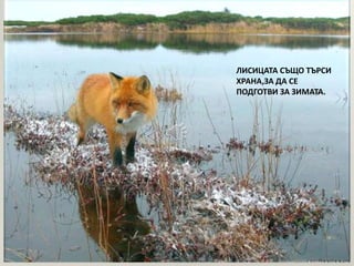ЛИСИЦАТА СЪЩО ТЪРСИ 
ХРАНА,ЗА ДА СЕ 
ПОДГОТВИ ЗА ЗИМАТА. 
 