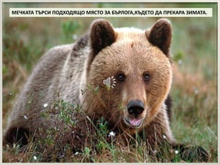 МЕЧКАТА ТЪРСИ ПОДХОДЯЩО МЯСТО ЗА БЪРЛОГА,КЪДЕТО ДА ПРЕКАРА ЗИМАТА. 
 