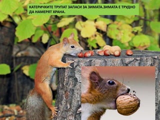 КАТЕРИЧКИТЕ ТРУПАТ ЗАПАСИ ЗА ЗИМАТА.ЗИМАТА Е ТРУДНО 
ДА НАМЕРЯТ ХРАНА. 
Осенью звери стараются сделать побольше запасов еды на зиму. Ведь 
зимой добыть еду не так уж просто! 
 