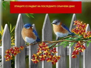 ПТИЦИТЕ СЕ РАДВАТ НА ПОСЛЕДНИТЕ СЛЪНЧЕВИ ДНИ! 
 