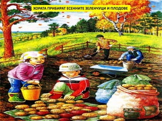 ХОРАТА ПРИБИРАТ ЕСЕННИТЕ ЗЕЛЕНЧУЦИ И ПЛОДОВЕ 
 