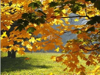 Октябрь – середина осенней поры. В старину 
этот месяц называли «листопадом», потому 
что с деревьев опадают увядшие листья. 
 