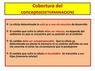 Cobertura del 
concepto(DETERMINACION) 
 La célula determinada lo está ya a una vía concreta de desarrollo 
 El cambio que sufre la célula debe ser interno, no depende del 
ambiente en que se encuentra por su posición en el embrión 
 EL cambio debe ser autoperpetuable: Que la célula ya 
determinada no pierda la memoria ni su carácter definido en una 
vía concreta al variar las circunstancia que la produjeron 
 El cambio que sufre la célula es heredable: Se transmite a sus 
hijas (memoria celular) 
 