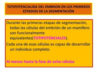 TOTIPOTENCIALIDA DEL EMBRION EN LOS PRIMEROS 
ESTADIOS DE LA SEGMENTACIÓN 
Durante las primeras etapas de segmentación, 
todas las células del embrión de un mamífero 
son funcionalmente 
equivalentes(TOTIPOTENCIALES). 
Cada una de esas células es capaz de desarrollar 
un individuo completo. 
Al menos hasta la fase de ocho células 
 