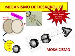MECANISMO DE DESARROLLO 
Blastó 
mero 
vivo 
El desarrollo de un 
embrión se da en 
territorios 
Embrión independientes 
anfibio 
MOSAICISMO 
 