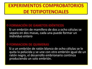 EXPERIMENTOS COMPROBATORIOS 
DE TOTIPOTENCIALES 
FORMACIÓN DE GAMETOS IDÉNTICOS: 
Si un embrión de mamífero de dos a ocho células se 
separa en dos masas, cada una puede formar un 
individuo entero 
FORMACION DE QUIMERAS: 
Si a un embrión de ratón blanco de ocho células se le 
quita la pelúcida y se une con otro embrión igual de un 
ratón negro, el desarrollo embrionario continúa 
produciendo un solo embrión. 
 