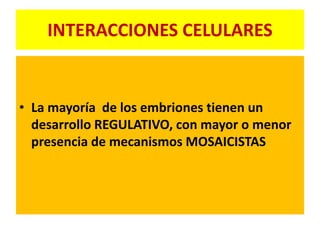 INTERACCIONES CELULARES 
• La mayoría de los embriones tienen un 
desarrollo REGULATIVO, con mayor o menor 
presencia de mecanismos MOSAICISTAS 
 