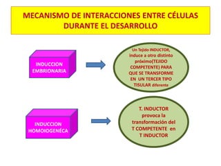 MECANISMO DE INTERACCIONES ENTRE CÉLULAS 
DURANTE EL DESARROLLO 
INDUCCION 
EMBRIONARIA 
Un Tejido INDUCTOR, 
induce a otro distinto 
próximo(TEJIDO 
COMPETENTE) PARA 
QUE SE TRANSFORME 
EN UN TERCER TIPO 
TISULAR diferente 
INDUCCION 
HOMOIOGENÉCA 
T. INDUCTOR 
provoca la 
transformación del 
T COMPETENTE en 
T INDUCTOR 
 