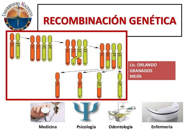 recombinacion genetica ppt Ppt tema 5 (5 horas) recombinación genética. 1. Recombinación.