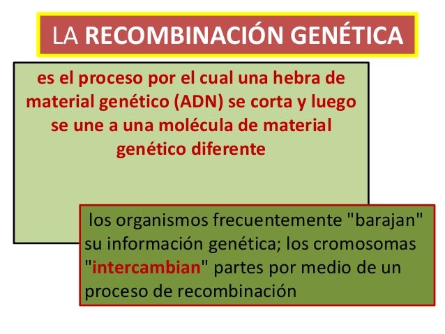 recombinacion genetica ppt Recombinación genética.