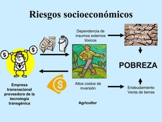 Riesgos socioeconómicos 
Dependencia de 
insumos externos 
tóxicos 
Altos costos de 
POBREZA 
inversión Endeudamiento 
Venta de tierras 
Empresa 
transnacional 
proveedora de la 
tecnología 
transgénica Agricultor 
Degradación 
de recursos 
naturales 
productivos 
 