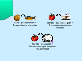Papa + genes salmón = 
Papa resistente a heladas 
Tomate + genes escorpión = 
Tomate con veneno para 
Tomate + genes rata = 
Tomate con mayor tiempo de 
vida comercial 
insectos 
 