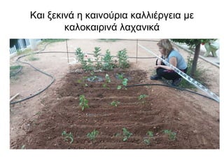 Και ξεκινά η καινούρια καλλιέργεια με καλοκαιρινά λαχανικά  