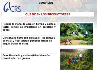 Sistema agroforestal Quesungual: Honduras