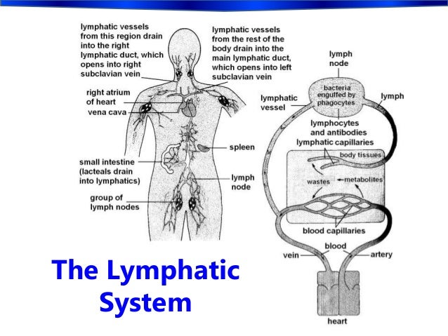 Biology Form 5 Chapter 1 : 1.1 -1.4