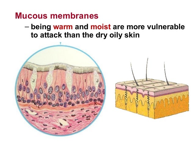 biology form 5 chapter 1 1 5 body defence mechanism how does mucus form
