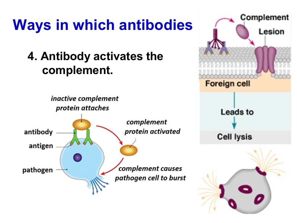 BIOLOGY FORM 5 CHAPTER 1 1.5 BODY DEFENCE MECHANISM