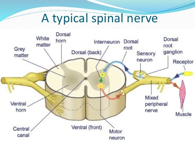 Nervous System