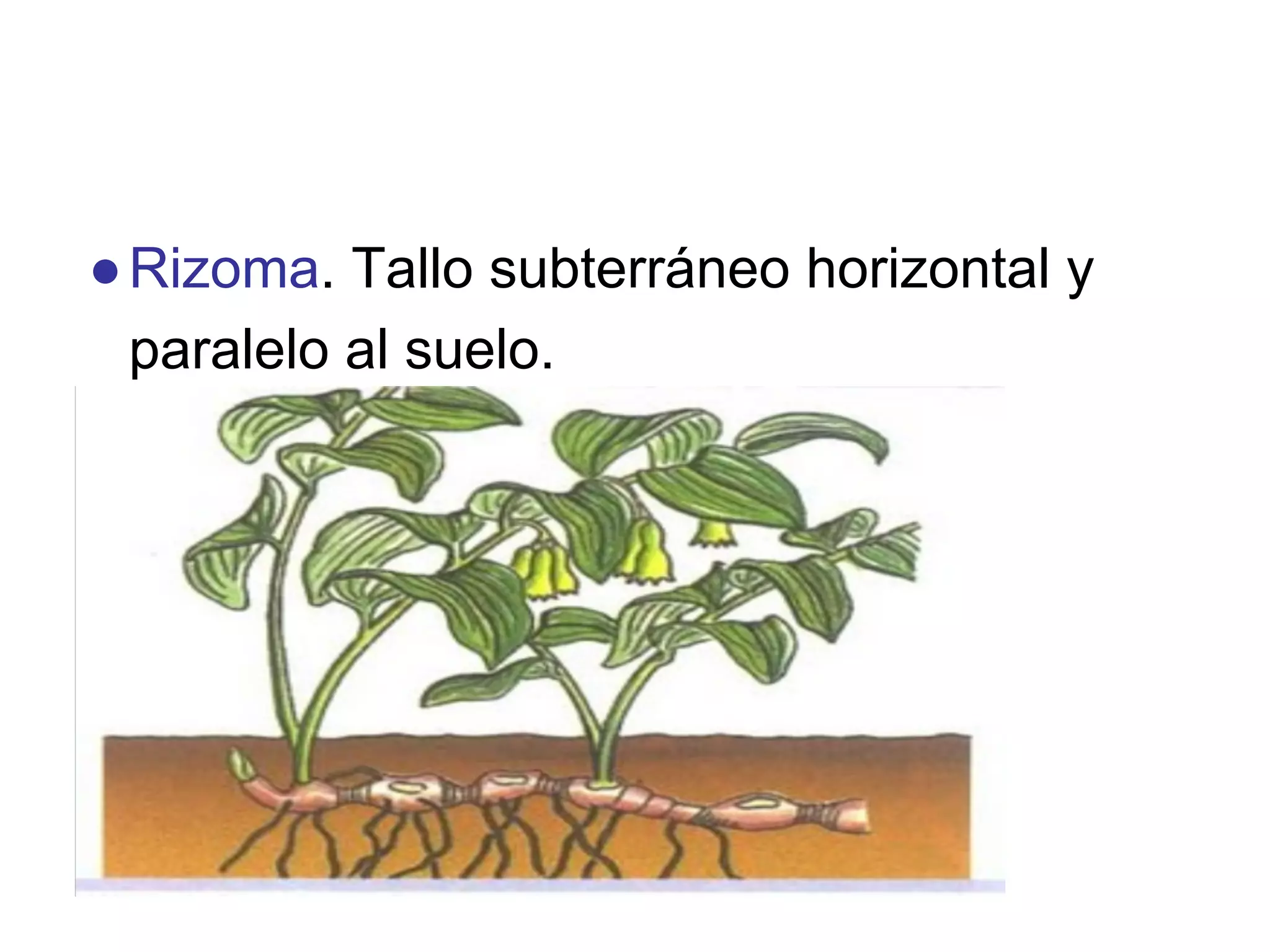 Estructura De La Planta
