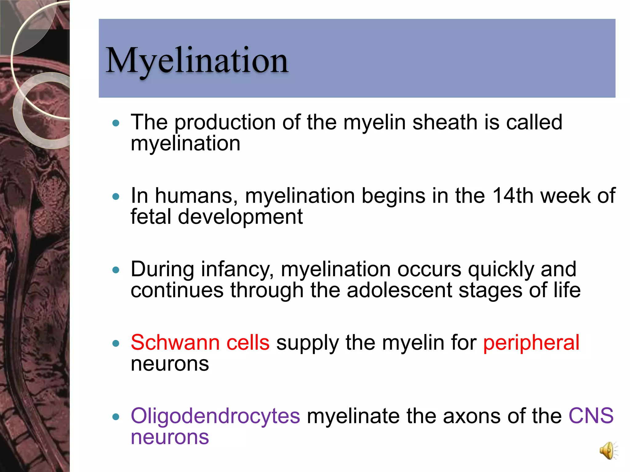Myelination 
 The production of the myelin sheath is called 
myelination 
 In humans, myelination begins in the 14th week of 
fetal development 
 During infancy, myelination occurs quickly and 
continues through the adolescent stages of life 
 Schwann cells supply the myelin for peripheral 
neurons 
 Oligodendrocytes myelinate the axons of the CNS 
neurons 
 