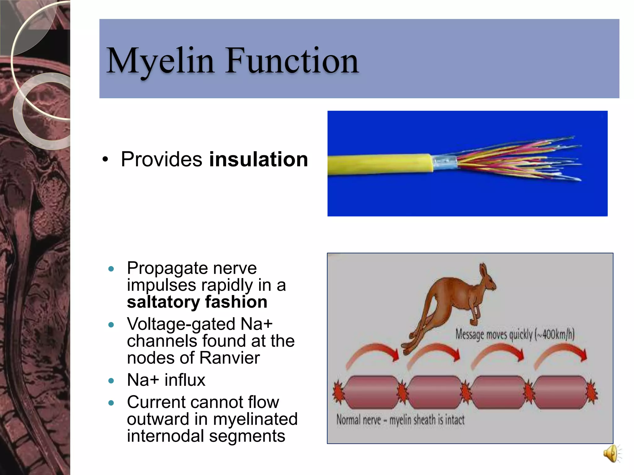 Myelin Function 
• Provides insulation 
 Propagate nerve 
impulses rapidly in a 
saltatory fashion 
 Voltage-gated Na+ 
channels found at the 
nodes of Ranvier 
 Na+ influx 
 Current cannot flow 
outward in myelinated 
internodal segments 
 