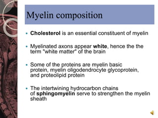 Myelin composition 
 Cholesterol is an essential constituent of myelin 
 Myelinated axons appear white, hence the the 
term "white matter" of the brain 
 Some of the proteins are myelin basic 
protein, myelin oligodendrocyte glycoprotein, 
and proteolipid protein 
 The intertwining hydrocarbon chains 
of sphingomyelin serve to strengthen the myelin 
sheath 
 