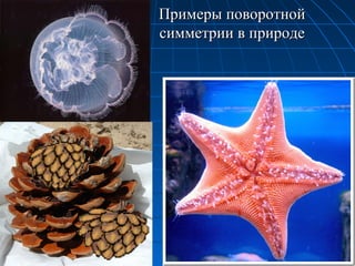 Примеры поворотнойПримеры поворотной
симметрии в природесимметрии в природе
 