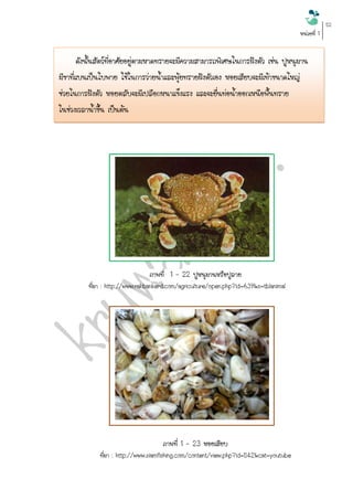 หน่วยที่ 1 
52 
ดังนั้นสัตว์ที่อาศัยอยู่ตามหาดทรายจะมีความสามารถพิเศษในการฝังตัว เช่น ปูหนุมาน มีขาที่แบนเป็นใบพาย ใช้ในการว่ายน้าและพุ้ยทรายฝังตัวเอง หอยเสียบจะมีเท้าขนาดใหญ่ ช่วยในการฝังตัว หอยตลับจะมีเปลือกหนาแข็งแรง และจะยื่นท่อน้าออกเหนือพื้นทราย ในช่วงเวลาน้าขึ้น เป็นต้น 
ภาพที่ 1 - 22 ปูหนุมานหรือปูลาย 
ที่มา : http://www.rakbankerd.com/agriculture/open.php?id=639&s=tblanimal 
ภาพที่ 1 - 23 หอยเสียบ ที่มา : http://www.siamfishing.com/content/view.php?id=542&cat=youtube 
 