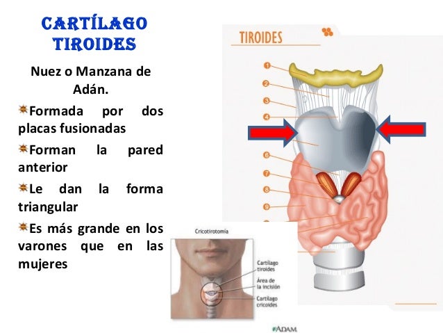 Los preparados para el tratamiento de la psoriasis de los codos