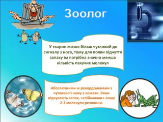 У тварин мозок більш чутливий до 
сигналу з носа, тому для появи відчуття 
запаху їм потрібна значно менша 
кількість пахучих молекул 
Абсолютними ж рекордсменами з 
чутливості нюху є комахи. Вони 
відчувають запах, «спіймавши» лише 
2-3 молекули речовини. 
 