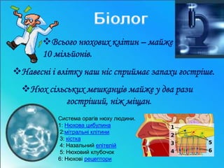 Всього нюхових клітин – майже 
10 мільйонів. 
Навесні і влітку наш ніс сприймає запахи гостріше. 
Нюх сільських мешканців майже у два рази 
гостріший, ніж міщан. 
Система орагів нюху людини. 
1: Нюхова цибулина 
2:мітральні клітини 
3: кістка 
4: Назальний епітелій 
5: Нюховий клубочок 
6: Нюхові рецептори 
 