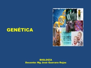 GENÉTICA 
BIOLOGÍA 
Docente: Mg José Guevara Rojas 
 