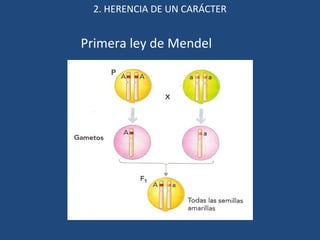 2. HERENCIA DE UN CARÁCTER 
Primera ley de Mendel 
 